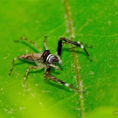 Helpis sp. (genus) (Unidentified Bronze Jumping Spider) at Fisher, ACT - 1 Nov 2025 by Paul57