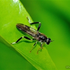 Exaireta spinigera (Garden Soldier Fly) at Fisher, ACT - 1 Nov 2025 by Paul57