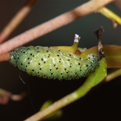 Unverified Beetle (Coleoptera) at Bruce, ACT - 31 Oct 2025 by AlisonMilton
