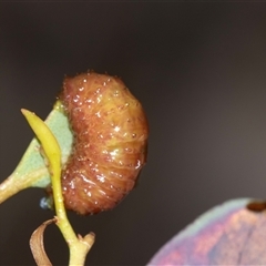 Unverified Beetle (Coleoptera) at Bruce, ACT - 31 Oct 2025 by AlisonMilton
