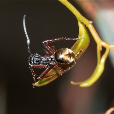 Camponotus suffusus (Golden-tailed sugar ant) at Bruce, ACT - 31 Oct 2025 by AlisonMilton