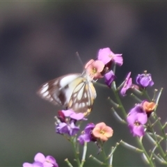 Belenois java (Caper White) at Higgins, ACT - 30 Oct 2025 by Jennybach