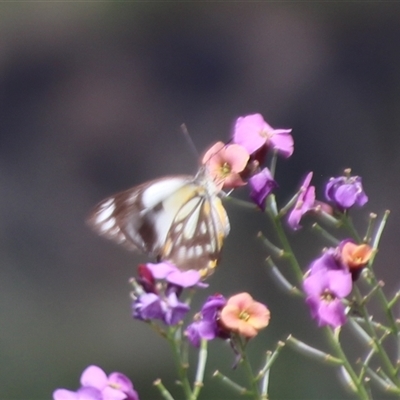 Belenois java (Caper White) at Higgins, ACT - 30 Oct 2025 by Jennybach