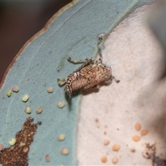 Eurymelini (tribe) (Gum Tree Hopper) at Bruce, ACT - 31 Oct 2025 by AlisonMilton