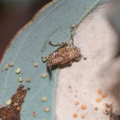 Eurymelini (tribe) (Gum Tree Hopper) at Bruce, ACT - 31 Oct 2025 by AlisonMilton