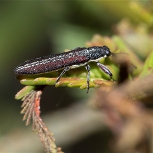 Rhinotia sp. in brunnea-group at Bruce, ACT - 31 Oct 2025 by AlisonMilton