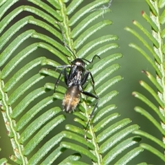 Camponotus aeneopilosus (A Golden-tailed sugar ant) at Bruce, ACT - 31 Oct 2025 by AlisonMilton