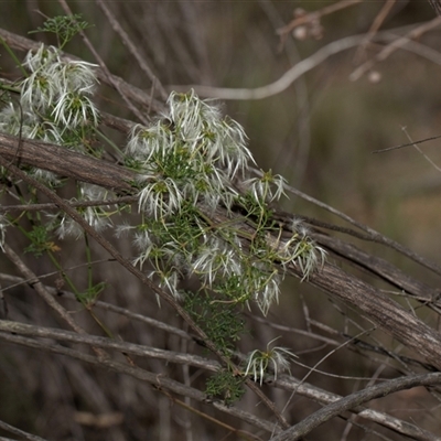 Clematis leptophylla (Small-leaf Clematis, Old Man's Beard) at Bruce, ACT - 31 Oct 2025 by AlisonMilton