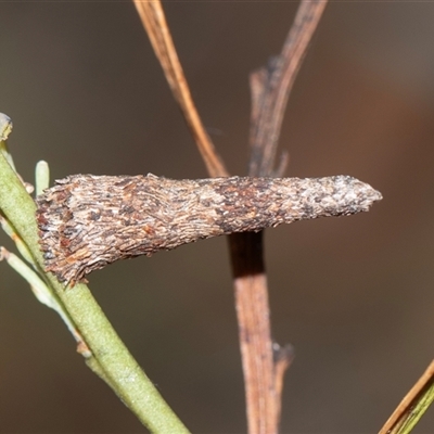 Conoeca or Lepidoscia (genera) IMMATURE (Unidentified Cone Case Moth larva, pupa, or case) at Bruce, ACT - 31 Oct 2025 by AlisonMilton