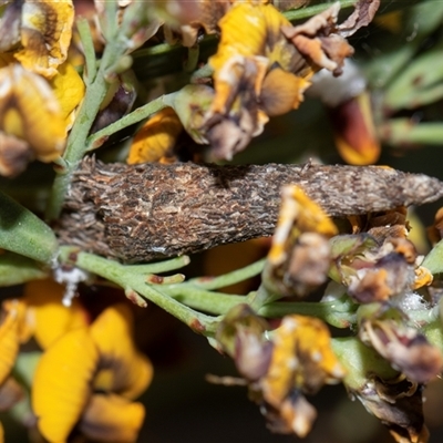 Conoeca or Lepidoscia (genera) IMMATURE (Unidentified Cone Case Moth larva, pupa, or case) at Bruce, ACT - 31 Oct 2025 by AlisonMilton