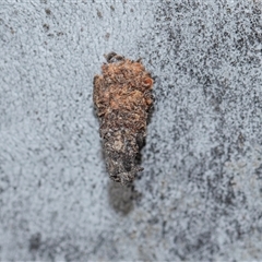 Conoeca or Lepidoscia (genera) IMMATURE (Unidentified Cone Case Moth larva, pupa, or case) at Bruce, ACT - 31 Oct 2025 by AlisonMilton