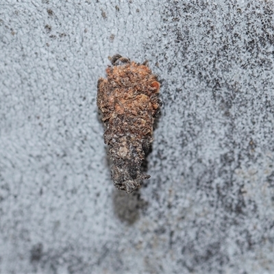 Conoeca or Lepidoscia (genera) IMMATURE (Unidentified Cone Case Moth larva, pupa, or case) at Bruce, ACT - 31 Oct 2025 by AlisonMilton