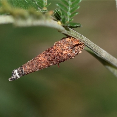 Conoeca or Lepidoscia (genera) IMMATURE (Unidentified Cone Case Moth larva, pupa, or case) at Bruce, ACT - 31 Oct 2025 by AlisonMilton