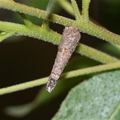 Conoeca or Lepidoscia (genera) IMMATURE (Unidentified Cone Case Moth larva, pupa, or case) at Bruce, ACT - 31 Oct 2025 by AlisonMilton
