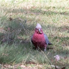 Eolophus roseicapilla at Parkes, ACT - 1 Nov 2025 by AlisonMilton