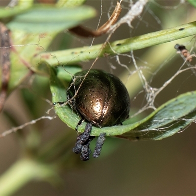 Chrysolina quadrigemina (Greater St Johns Wort beetle) at Bruce, ACT - 31 Oct 2025 by AlisonMilton