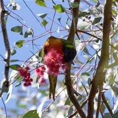 Trichoglossus moluccanus at Parkes, ACT - 1 Nov 2025 by AlisonMilton