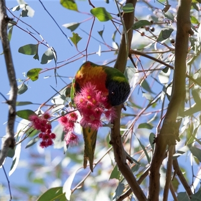 Trichoglossus moluccanus at Parkes, ACT - 1 Nov 2025 by AlisonMilton