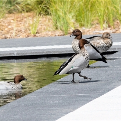 Chenonetta jubata at Parkes, ACT - 1 Nov 2025 by AlisonMilton