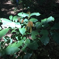 Chisocheton longistipitatus at Kamerunga, QLD - 25 Dec 2024 by JasonPStewart