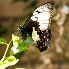Papilio aegeus (Orchard Swallowtail, Large Citrus Butterfly) at Higgins, ACT - 2 Nov 2025 by AlisonMilton