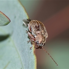 Edusella lineata (Leaf beetle) at Bruce, ACT - 31 Oct 2025 by AlisonMilton