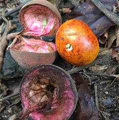 Chisocheton longistipitatus at Kamerunga, QLD - 25 Dec 2024 by JasonPStewart