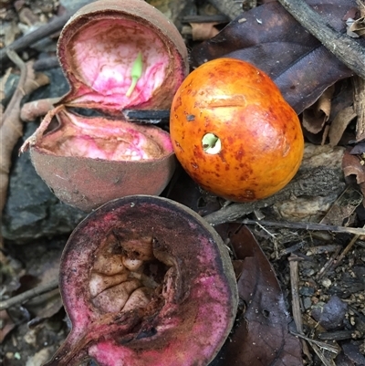 Chisocheton longistipitatus at Kamerunga, QLD - 25 Dec 2024 by JasonPStewart