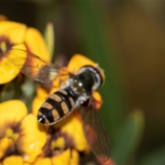 Melangyna viridiceps (Hover fly) at Bruce, ACT - 31 Oct 2025 by AlisonMilton