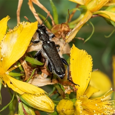 Eleale simplex (Clerid beetle) at Bruce, ACT - 31 Oct 2025 by AlisonMilton