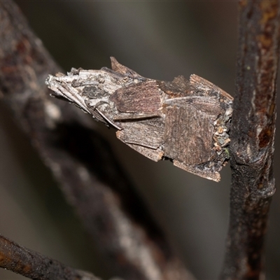 Unverified Case moth (Psychidae) at Bruce, ACT - 31 Oct 2025 by AlisonMilton