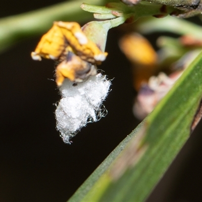 Unverified Lacewing (Neuroptera) at Bruce, ACT - 31 Oct 2025 by AlisonMilton