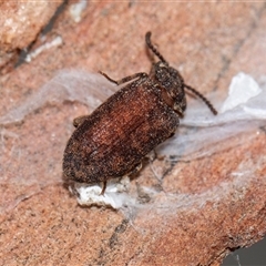 Dipsaconia (genus) (An Ulodidae beetle) at Bruce, ACT - 31 Oct 2025 by AlisonMilton
