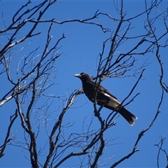 Strepera graculina (Pied Currawong) by Mike