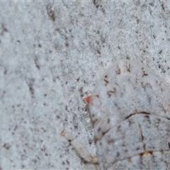 Unverified Mite and Tick (Acarina) at Bruce, ACT - 31 Oct 2025 by AlisonMilton