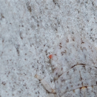 Unverified Mite and Tick (Acarina) at Bruce, ACT - 31 Oct 2025 by AlisonMilton