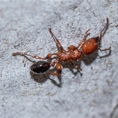 Podomyrma gratiosa (Muscleman tree ant) at Bruce, ACT - 31 Oct 2025 by AlisonMilton