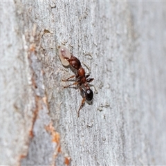 Podomyrma sp. (genus) (Muscleman Tree Ant) at Bruce, ACT - 31 Oct 2025 by AlisonMilton