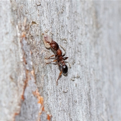 Podomyrma sp. (genus) (Muscleman Tree Ant) at Bruce, ACT - 31 Oct 2025 by AlisonMilton