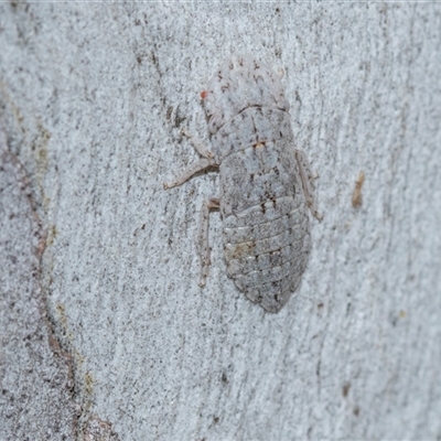 Ledromorpha planirostris (A leafhopper) at Bruce, ACT - 31 Oct 2025 by AlisonMilton
