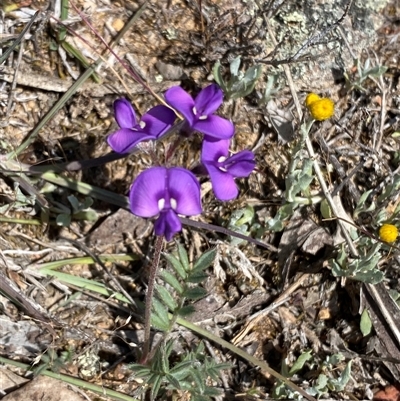 Swainsona sericea (Silky Swainson-Pea) at Theodore, ACT - 2 Nov 2025 by Shazw