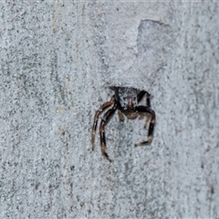 Arasia sp. (Arasia jumping spider) at Bruce, ACT - 31 Oct 2025 by AlisonMilton