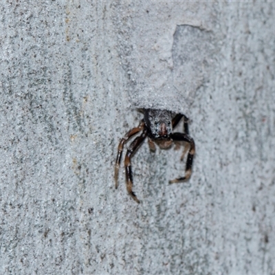Arasia sp. (Arasia jumping spider) at Bruce, ACT - 31 Oct 2025 by AlisonMilton