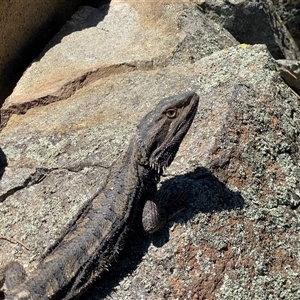 Pogona barbata (Eastern Bearded Dragon) at Conder, ACT - 2 Nov 2025 by Shazw