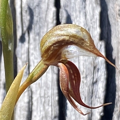 Oligochaetochilus hamatus (Southern Hooked Rustyhood) at  - suppressed by Shazw