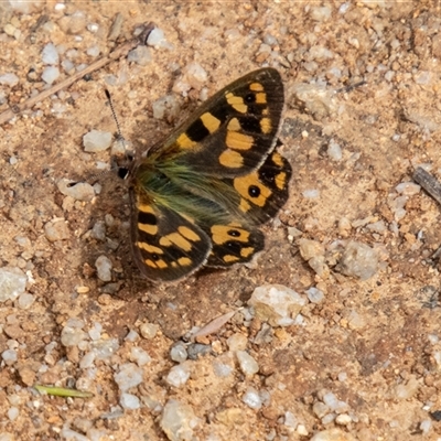 Argynnina cyrila (Forest Brown, Cyril's Brown) at Paddys River, ACT - 29 Oct 2025 by SWishart