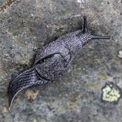Helicarion cuvieri (A Semi-slug) at Paddys River, ACT - 29 Oct 2025 by SWishart