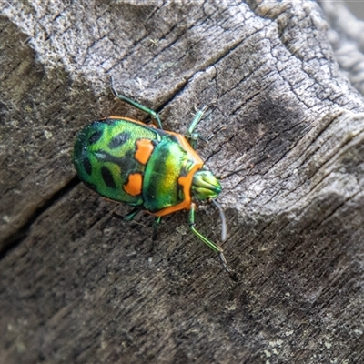Scutiphora pedicellata (Metallic Jewel Bug) at Paddys River, ACT - 29 Oct 2025 by SWishart