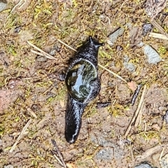 Helicarion cuvieri (A Semi-slug) at Kambah, ACT - 29 Oct 2025 by SWishart