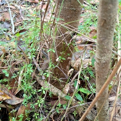Asperula asthenes at Mount George, NSW - 2 Nov 2025 by JenniferS